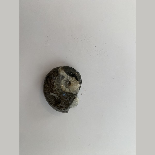 Ammonite