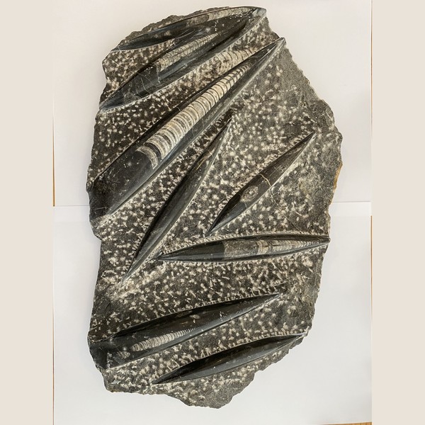 Orthoceras plate