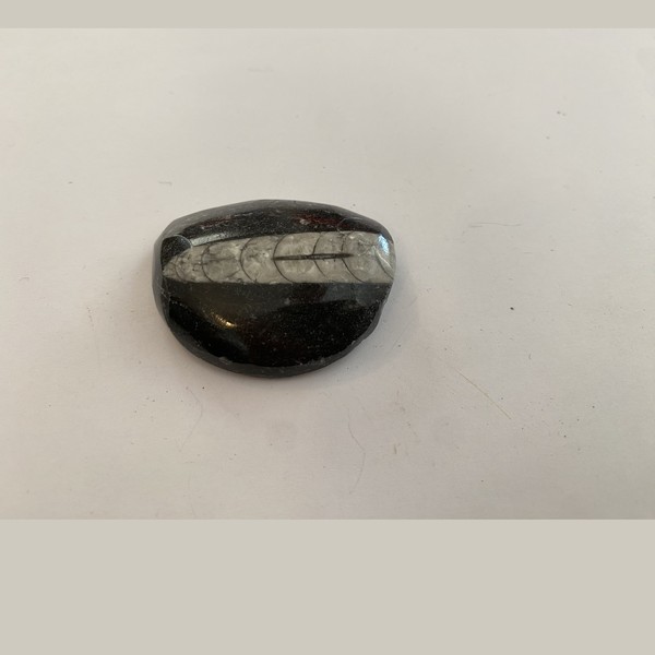 Orthoceras polished