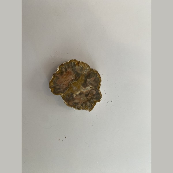 Petrified wood
