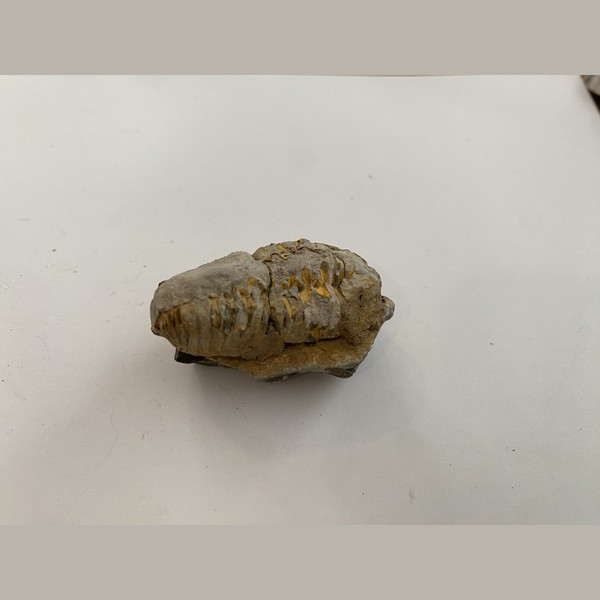 Trilobite