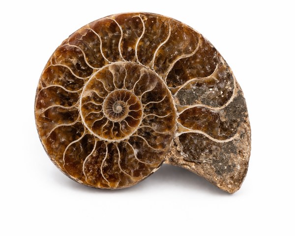 Ammonite